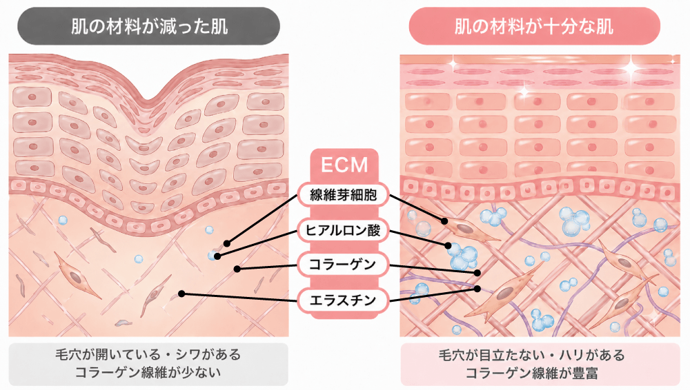 細胞外マトリックス（ECM）を満たし、土台から再生するメカニズム